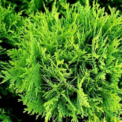 Туя ДАНИКА западная в Бобруйске