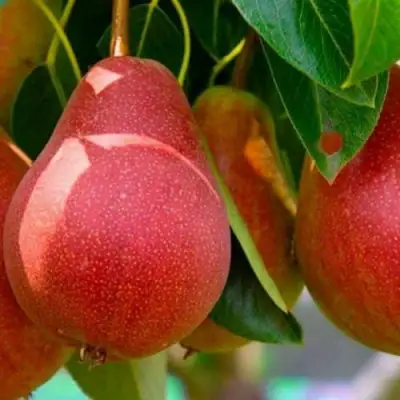 Груша ГЕРА в Бобруйске