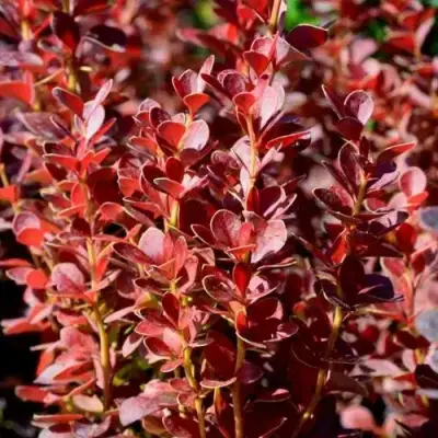 Барбарис ВУЛКАНО тунберга в Бобруйске