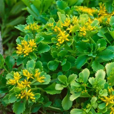 Очиток (седум) ИММЕРГРУН камчатский в Бобруйске