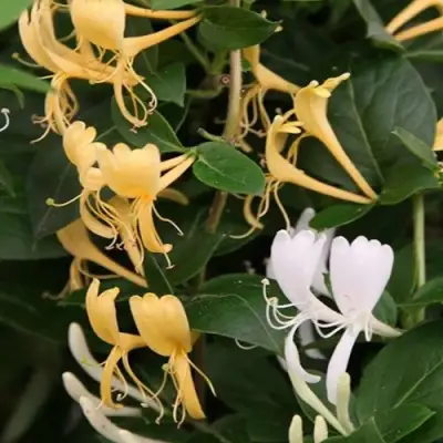 Жимолость ХАЛЛИАНА японская (Хелиана) в Бобруйске