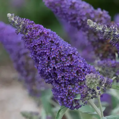 Буддлея НАНО ПЕРПЛ  в Бобруйске