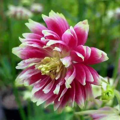 Аквилегия БАРЛОУ НОРА гибрид МакКаны в Бобруйске