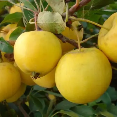 Яблоня УРАЛЬСКОЕ НАЛИВНОЕ в Бобруйске