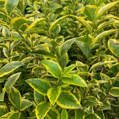 Бирючина АУРЕУМ овальнолистная в Бобруйске