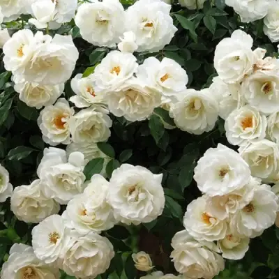 Роза АЙСБЕРГ флорибунда в Бобруйске