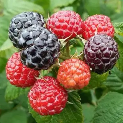 Малина БРИСТОЛЬ в Бобруйске