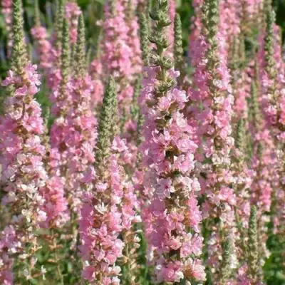 Дербенник БЛАШ иволистный в Бобруйске