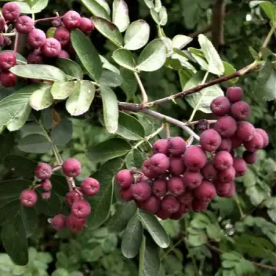 Рябина ДЕСЕРТНАЯ МИЧУРИНА сладкоплодная в Бобруйске