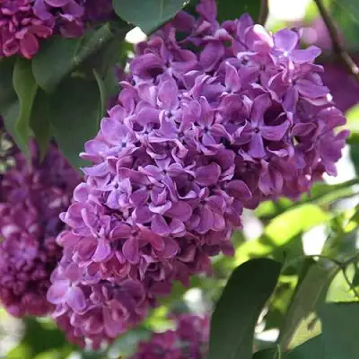 Сирень КАПИТАН ГАСТЕЛЛО в Бобруйске