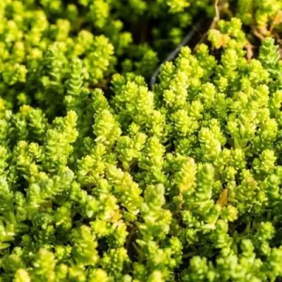 Очиток (седум) ЙЕЛЛОУ КВИН едкий в Бобруйске