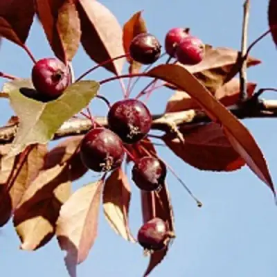 Яблоня РОЯЛТИ декоративная в Бобруйске