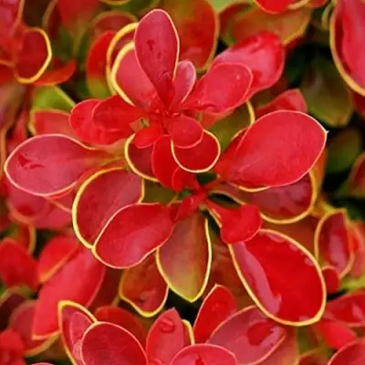 Барбарис КОРАЛ тунберга в Бобруйске