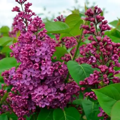 Сирень ЛЮДВИГ ШПЕТ в Бобруйске