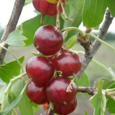 Смородина золотистая КЛЮКВЕННАЯ в Бобруйске