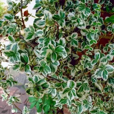 Бересклет ВАРИЕГАТУС форчуна в Бобруйске