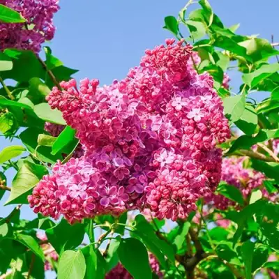 Сирень КРАСНАЯ МОСКВА в Бобруйске