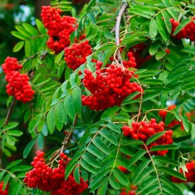 Рябина ПЛАКУЧАЯ сладкоплодная в Бобруйске