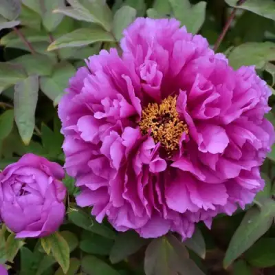 Пион ЛИЛОВАЯ ФАНТАЗИЯ древовидный в Бобруйске