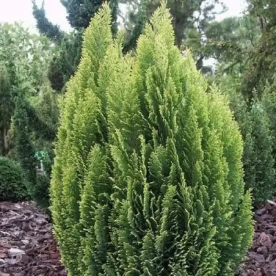 Кипарисовик ЭЛВУДИ ЭМПАЙР лавсона в Бобруйске