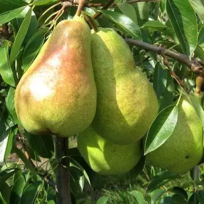 Груша БЕРЕ ЛЮКА в Бобруйске