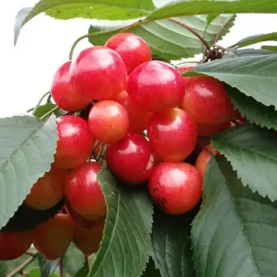 Черешня ГАСТИНЕЦ в Бобруйске