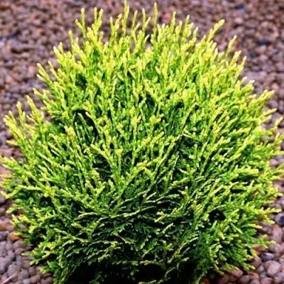 Туя ВОТЕРФИЛД западная в Бобруйске