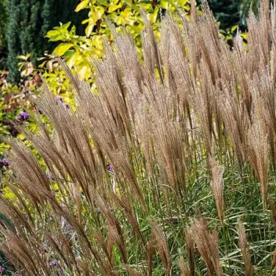 Мискантус КЛЯЙН СИЛЬБЕРСПАЙН китайский  в Бобруйске