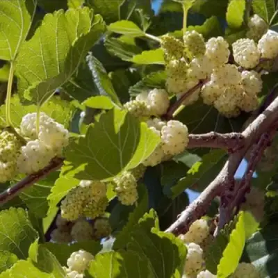 Шелковица БЕЛАЯ АЛЬБА в Бобруйске