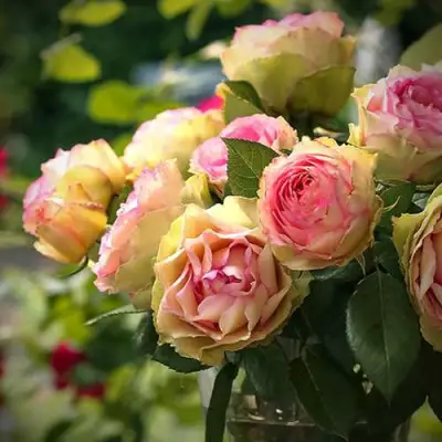 Роза ПИТАХАЙЯ чайно-гибридная в Бобруйске