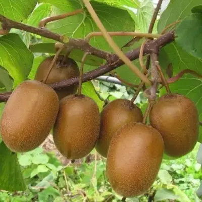 Актинидия ХЕЙВАРД киви в Бобруйске