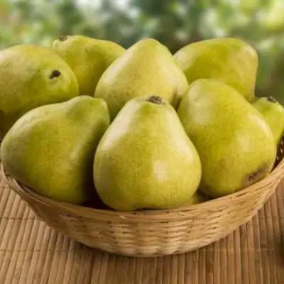 Груша ВИЛИЯ в Бобруйске