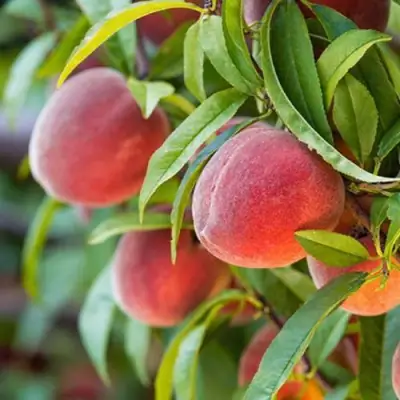 Персик РЕД ХЕВЕН в Бобруйске