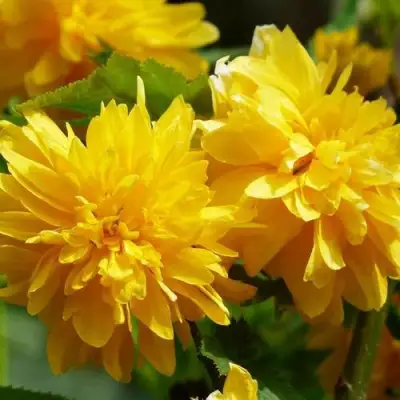 Керрия японская АУРЕОВАРИЕГАТТА в Бобруйске