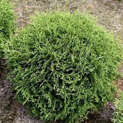 Туя ТИНИ ТИМ западная в Бобруйске