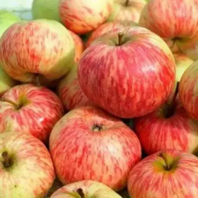 Яблоня РАНЕТКА (КОРОБОВКА) в Бобруйске