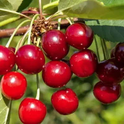 Вишня ЛЮБСКАЯ в Бобруйске