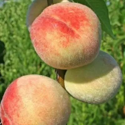 Персик ДОНЕЦКИЙ БЕЛЫЙ в Бобруйске