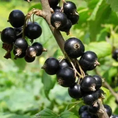 Смородина черная ВОЛОГДА в Бобруйске