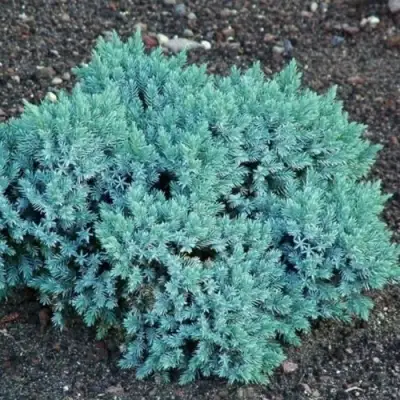 Можжевельник БЛЮ СТАР чешуйчатый в Бобруйске