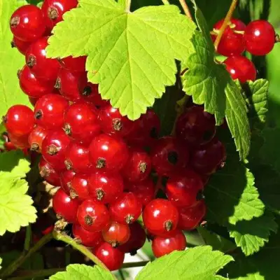 Смородина красная ГАЗЕЛЬ в Бобруйске