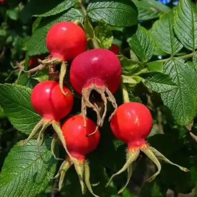 Шиповник ВИТАМИННЫЙ ВНИВИ в Бобруйске