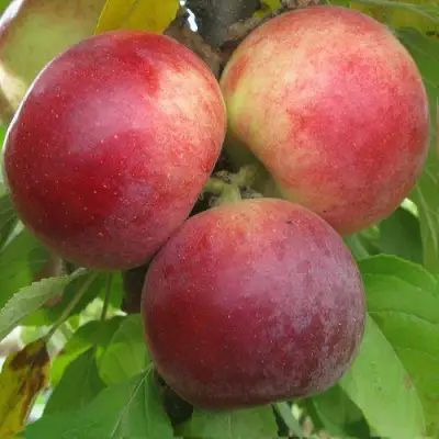 Яблоня БАЛЕРИНА ФЛАМЕНКО колонновидная  в Бобруйске