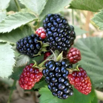 Ежевика ОРКАН бесшипная  в Бобруйске