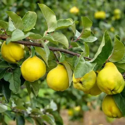 Айва ТРИУМФ в Бобруйске