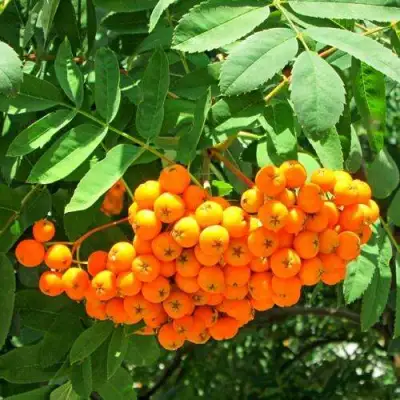 Рябина ДИРКЕНИ ЖЁЛТАЯ  сладкоплодная в Бобруйске