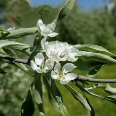 Груша ИВОЛИСТНАЯ в Бобруйске
