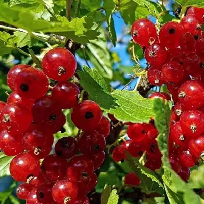 Смородина красная НЕНАГЛЯДНАЯ в Бобруйске