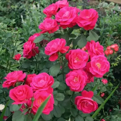 Роза ДЖОРДЖ ВАНКУВЕР флорибунда в Бобруйске