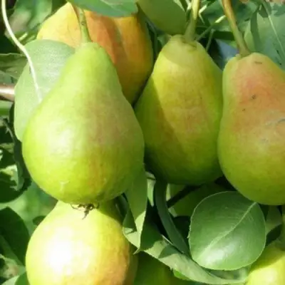 Груша ЛИРА в Бобруйске